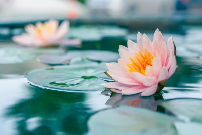 lotus